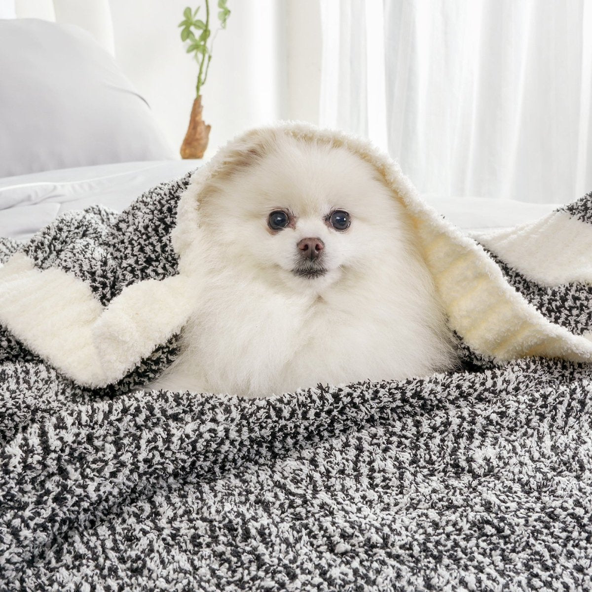 Small dog sitting on a Heather Feather Yarn Throw Blanket in Black, highlighting its soft comfort. #color_Black