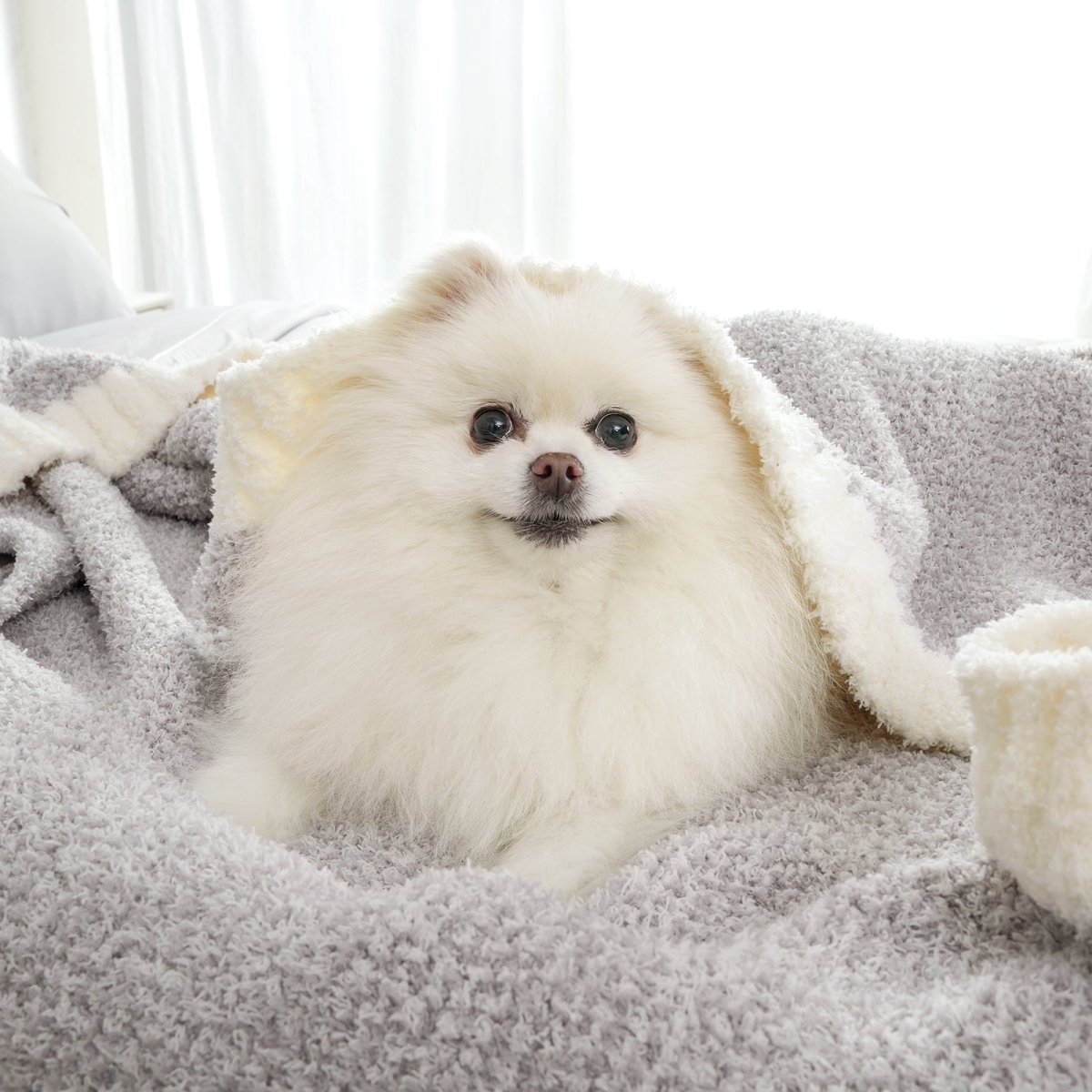 Small dog wrapped in a Heather Feather Yarn Throw Blanket in Grey, highlighting its ultra soft, pet-friendly and snuggle-ready comfort. #color_Grey