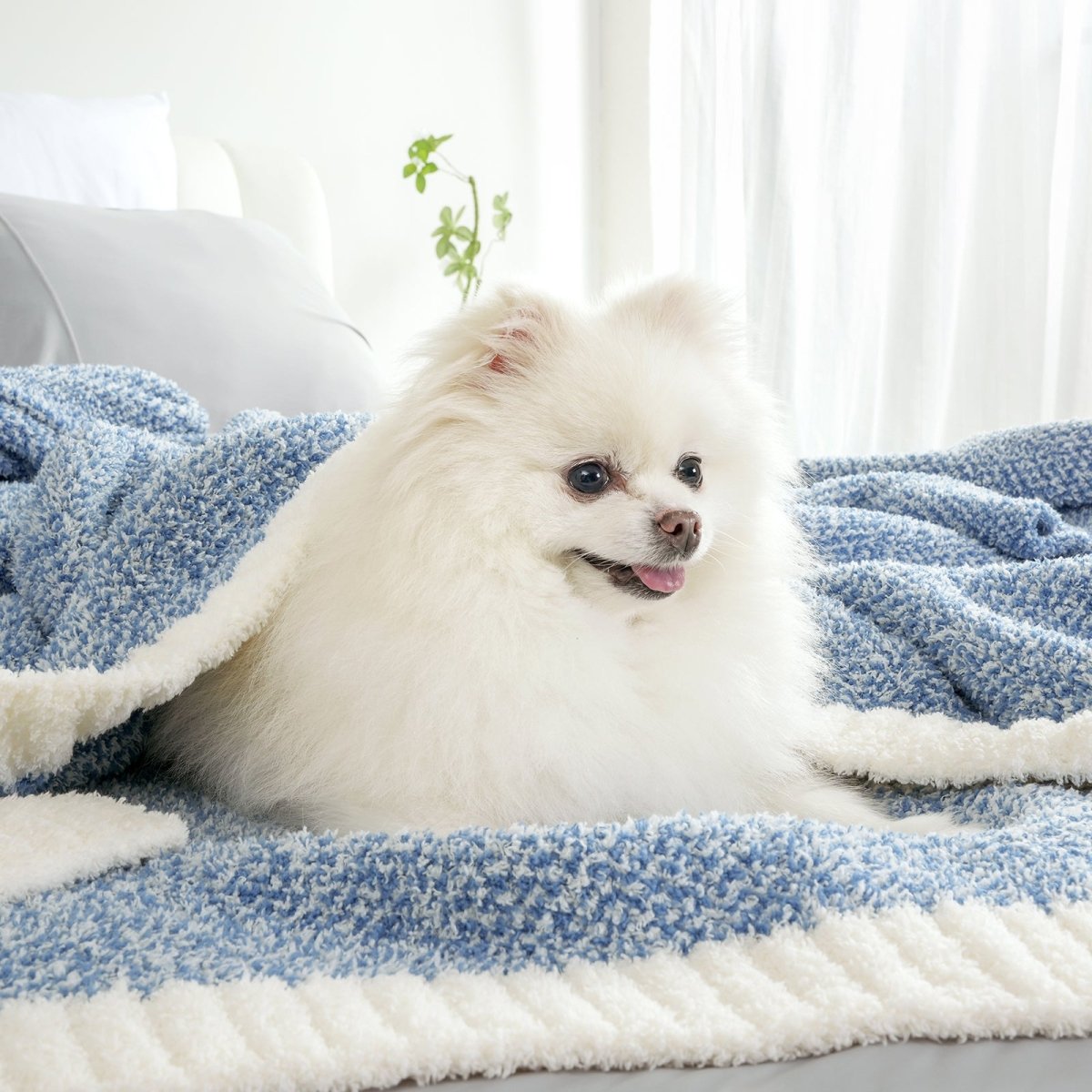 Small dog wrapped in a Heather Feather Yarn Throw Blanket in misty blue, highlighting its ultra soft, pet-friendly and snuggle-ready comfort.  #Color_Misty Blue