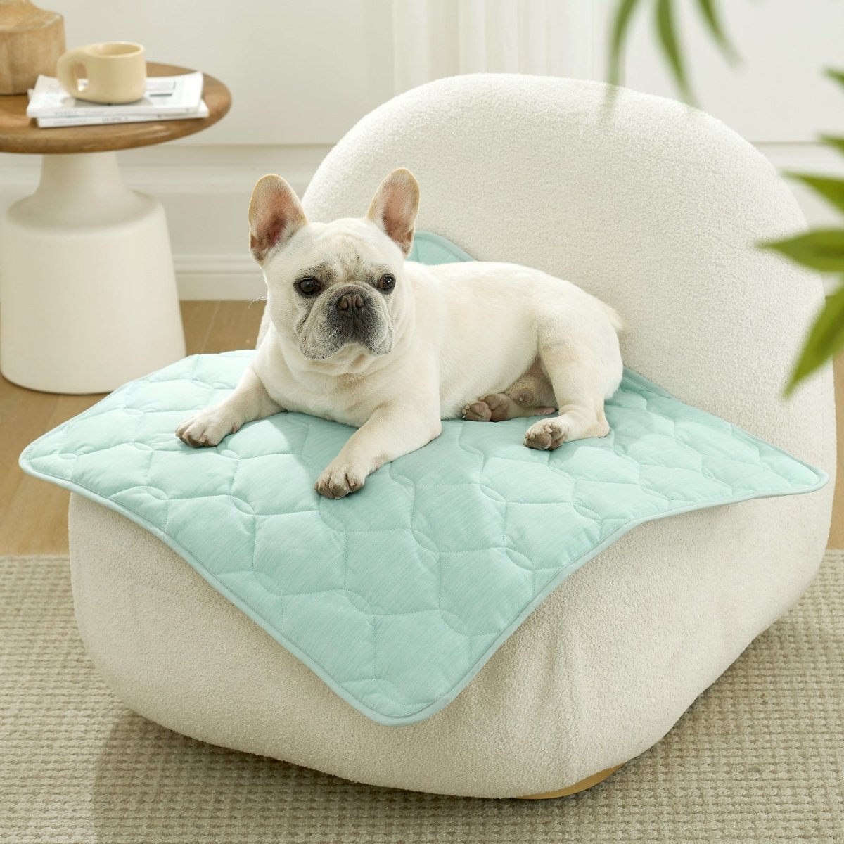 Dog lying on a green pet mat on sofa.#Color_Light Mint Green
