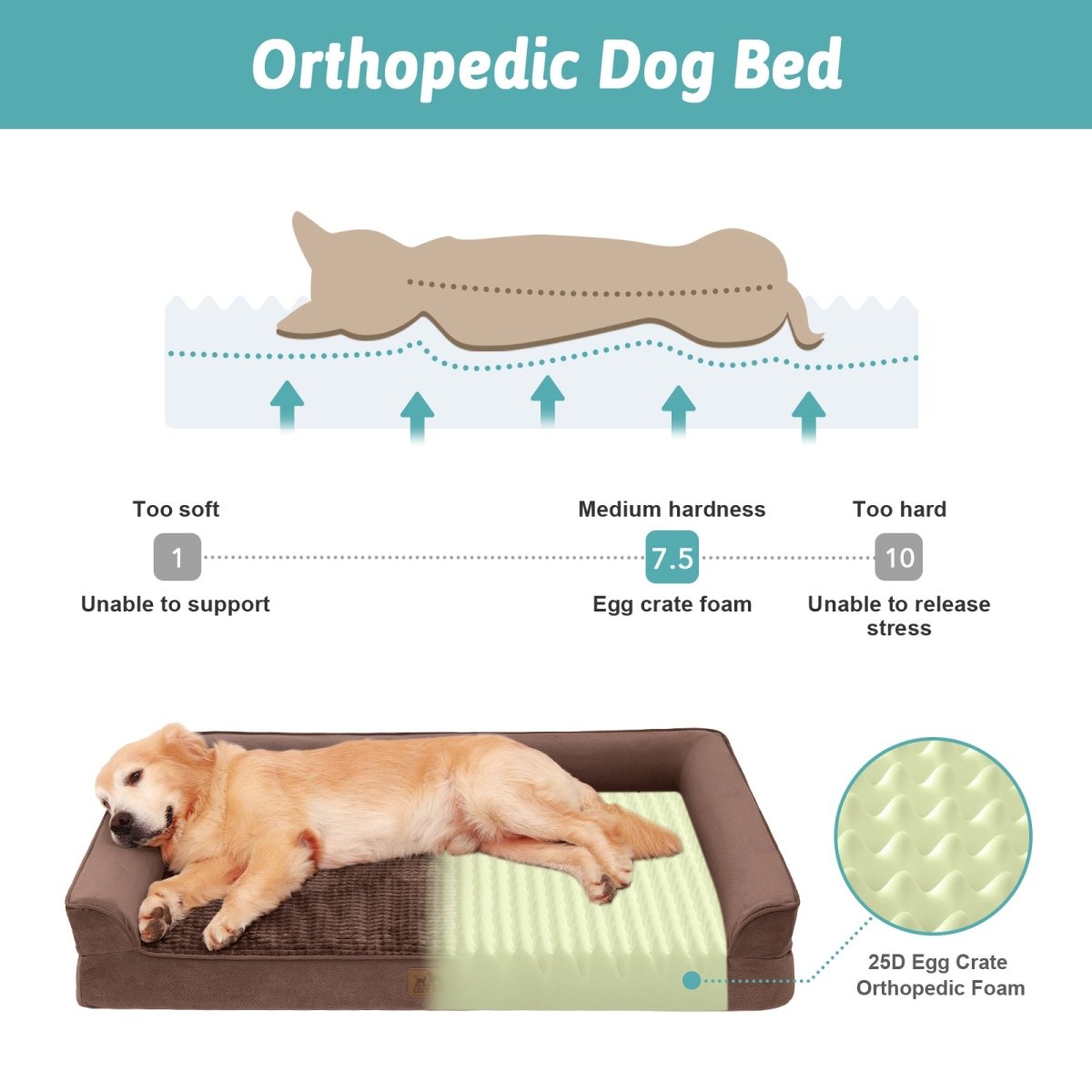 Orthopedic dog bed with a dog lying on it, showing foam hardness scale. #Color_Brown