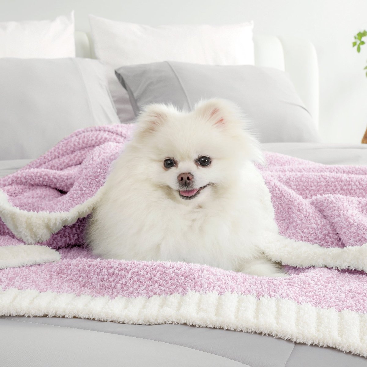Small dog sitting on a Heather Feather Yarn Throw Blanket in Purple, highlighting its soft comfort. #color_Purple
