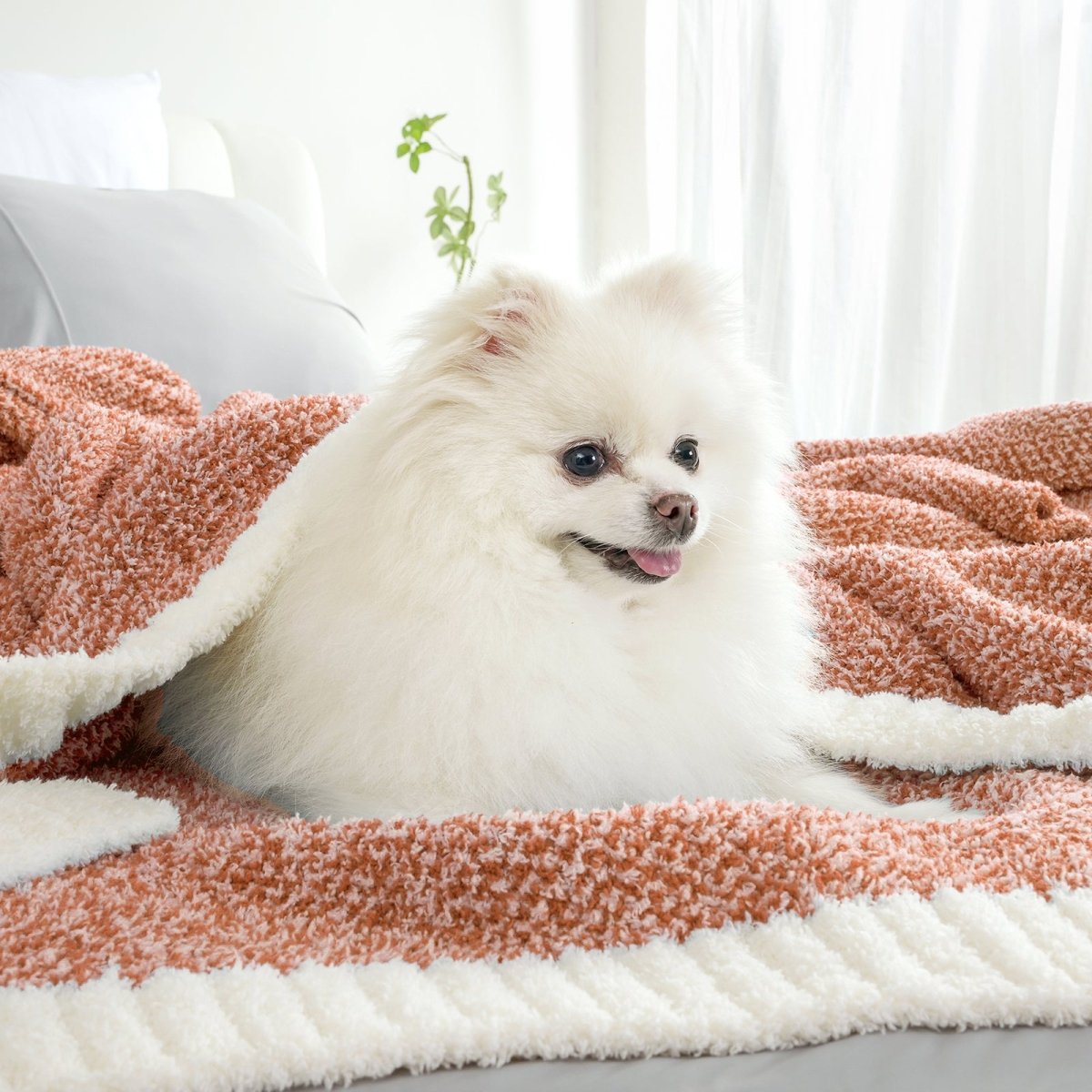 Small dog sitting on a Heather Feather Yarn Throw Blanket in Orange, highlighting softness. #color_Orange