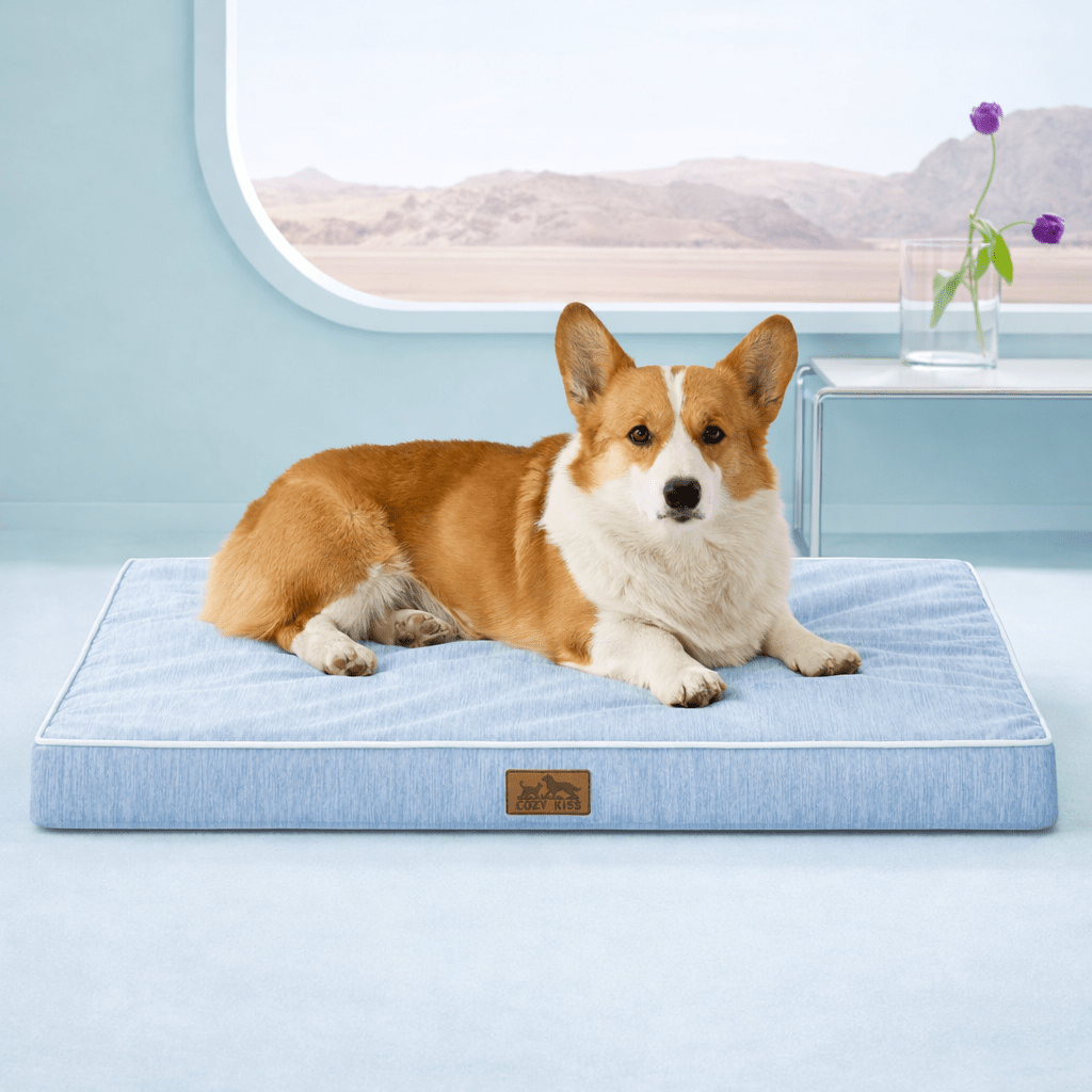Front view of corgi lying on a blue dog bed with a scenic window in the background#color_Cool Blue