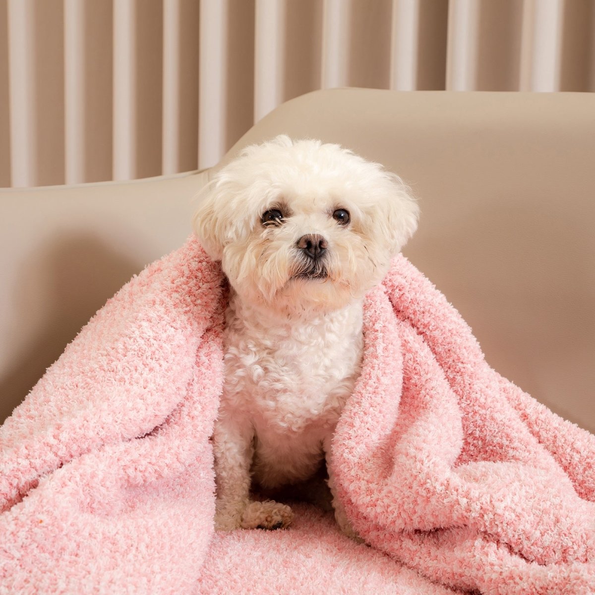 Small dog sitting on a Heather Feather Yarn Throw Blanket in Pink, highlighting softness. #color_Pink
