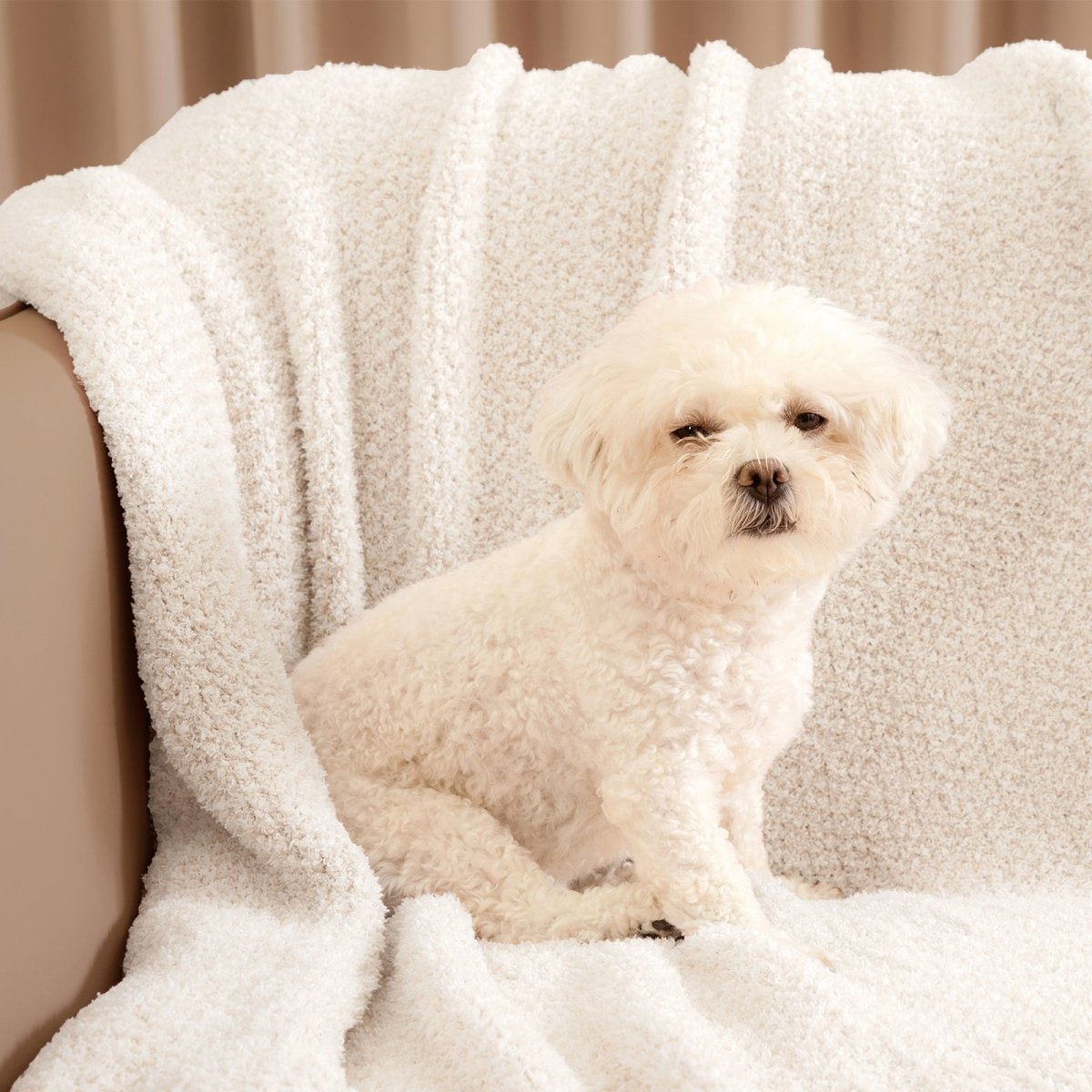 Small dog sitting on a Heather Feather Yarn Throw Blanket in Ivory, showing its soft, pet-friendly and snuggle-ready comfort. #color_Ivory