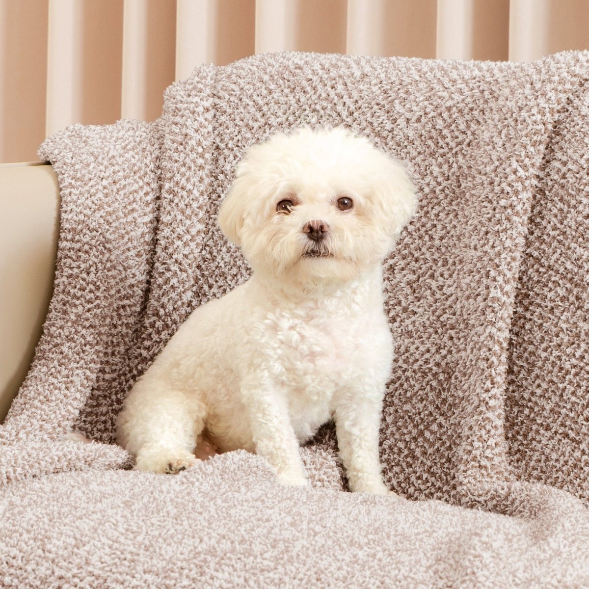 Small dog sitting on a Heather Feather Yarn Throw Blanket in Brown, highlighting softness. #color_Light Brown