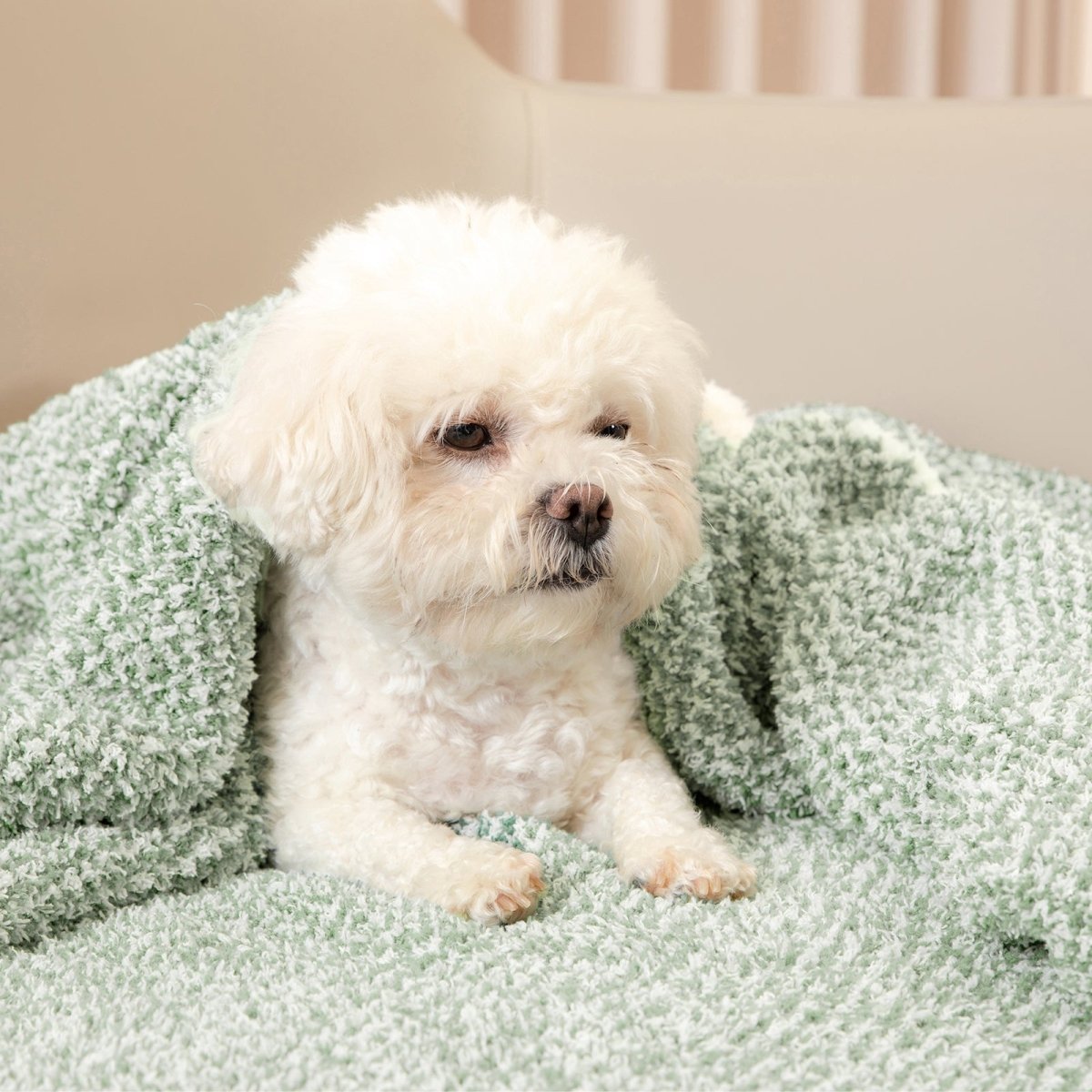 Small dog sitting on a Heather Feather Yarn Throw Blanket in Sage Green, highlighting softness. #color_Sage Green